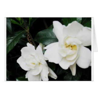 Gardenias