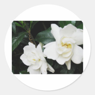 Gardenias Runder Aufkleber