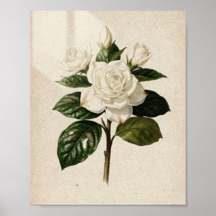 Gardinenblüten- und Knospen-Vintage-Botanik-Kunst Poster