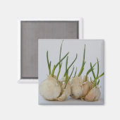 Garlics Magnet (Vorderseite/Rückseite)