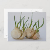 Garlics Postkarte (Vorne/Hinten)