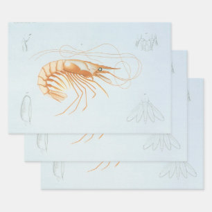 Garnele oder Prawn, Vintage Meeresleben Ozean Tier Geschenkpapier Set