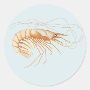 Garnele oder Prawn, Vintage Meeresleben Ozean Tier Runder Aufkleber