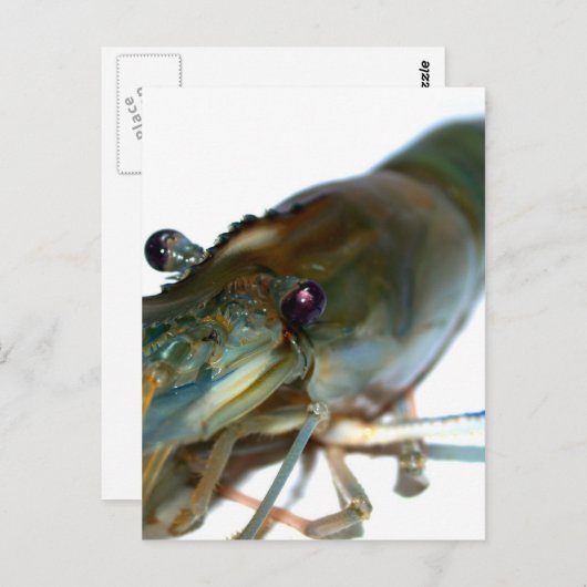 Garnele Postkarte (Vorne/Hinten)