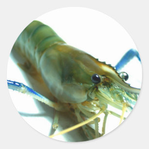 Garnele Runder Aufkleber