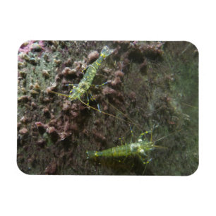 Garnelen 3"x4"-Magnet Magnet