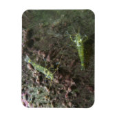 Garnelen 3"x4"-Magnet Magnet (Vertikal)