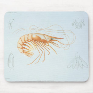 Garnelen, Vintage Meeresleben Ozean Tiere Mousepad