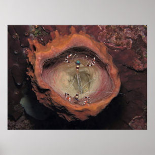 Garnelenpaare in Schwamm Poster