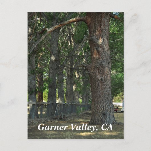 Garner Valley, CA Postcard Postkarte (Vorderseite)