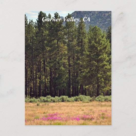 Garner Valley, CA Postkarte (Vorderseite)