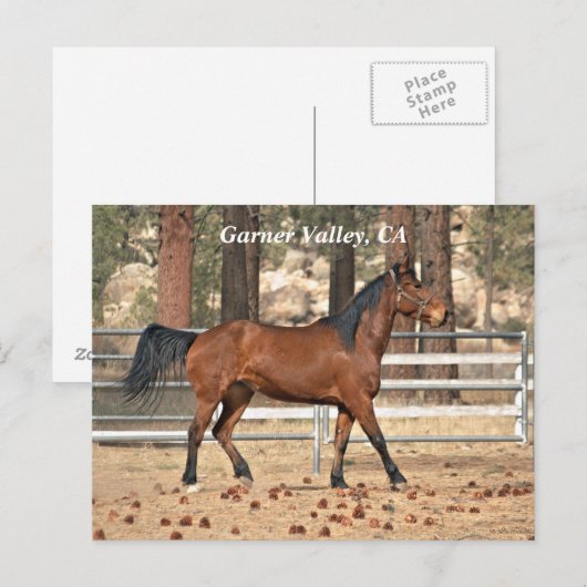 Garner Valley Postcard Postkarte (Vorne/Hinten)