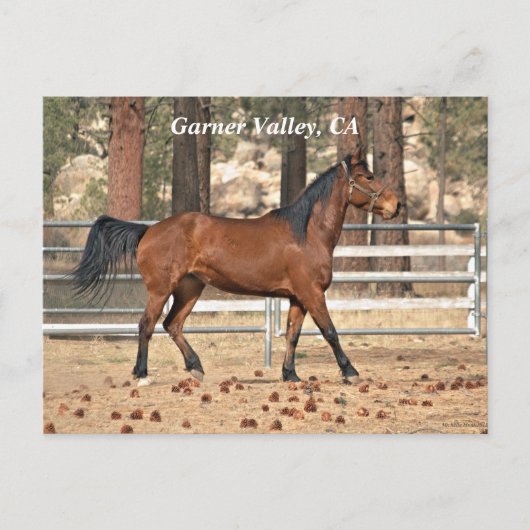 Garner Valley Postcard Postkarte (Vorderseite)