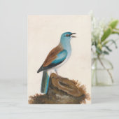 Garrulous Roller | William Lewin (Stehend Vorderseite)