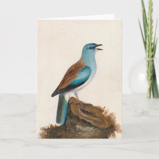 Garrulous Roller | William Lewin Karte (Vorderseite)