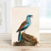 Garrulous Roller | William Lewin Karte