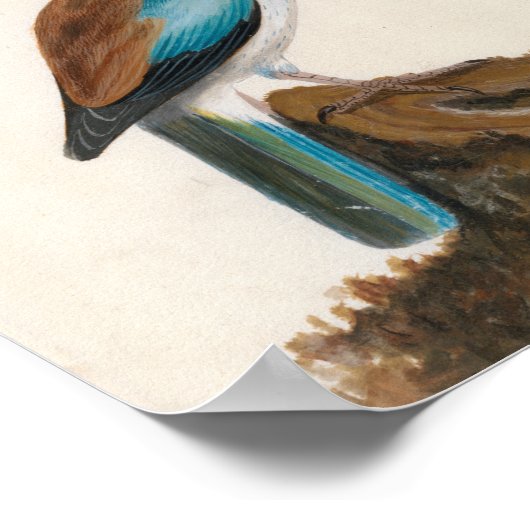 Garrulous Roller | William Lewin Poster (Ecke)