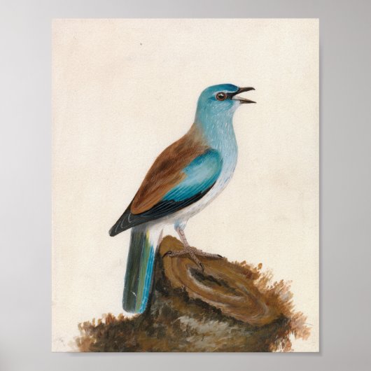 Garrulous Roller | William Lewin Poster (Vorne)