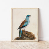 Garrulous Roller | William Lewin Poster