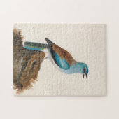 Garrulous Roller | William Lewin Puzzle (Horizontal)