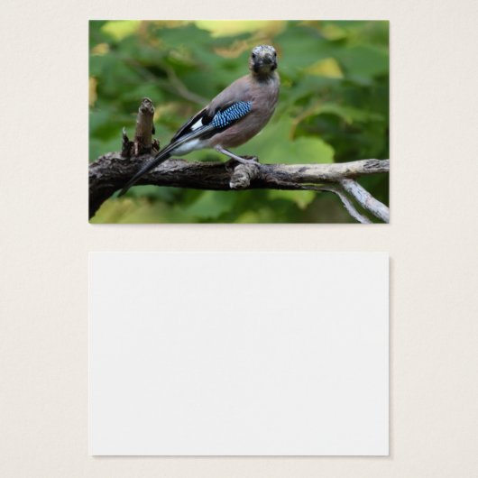 Garrulus glandarius - Eichelhäher (Vorne & Hinten)