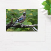 Garrulus glandarius - Eichelhäher (Schreibtisch)