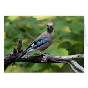 Garrulus glandarius - Eichelhäher