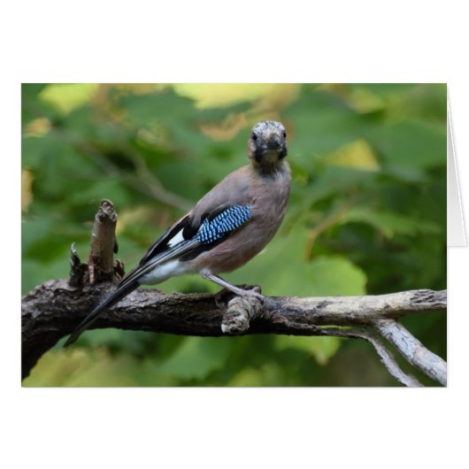 Garrulus glandarius - Eichelhäher (Vorderseite (Horizontal))