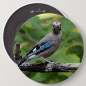 Garrulus glandarius - Eichelhäher Button (Vorne & Hinten)