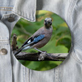 Garrulus glandarius - Eichelhäher Button (Beispiel)
