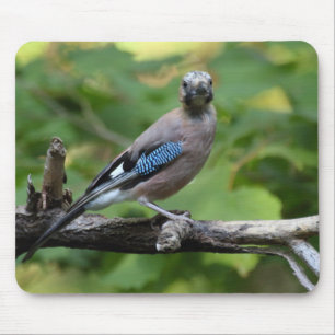 Garrulus glandarius - Eichelhäher Mousepad