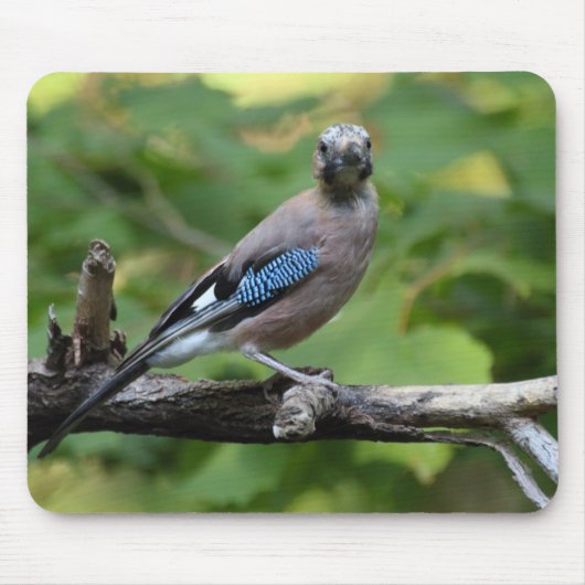 Garrulus glandarius - Eichelhäher Mousepad (Vorne)