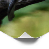 Garrulus glandarius - Eichelhäher Poster (Ecke)