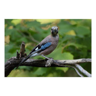 Garrulus glandarius - Eichelhäher Poster