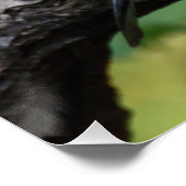 Garrulus glandarius - Eichelhäher Poster (Ecke)