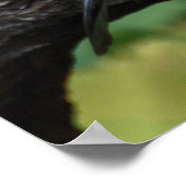 Garrulus glandarius - Eichelhäher Poster (Ecke)
