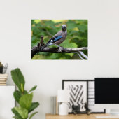 Garrulus glandarius - Eichelhäher Poster (Heimbüro)
