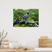 Garrulus glandarius - Eichelhäher Poster (Küche)
