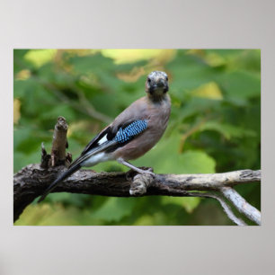 Garrulus glandarius - Eichelhäher Poster
