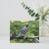 Garrulus glandarius - Eichelhäher Postkarte (Stehend Vorderseite)