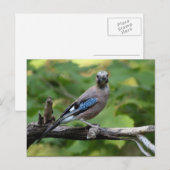 Garrulus glandarius - Eichelhäher Postkarte (Vorne/Hinten)