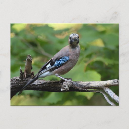 Garrulus glandarius - Eichelhäher Postkarte (Vorderseite)