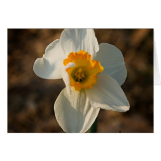 Garten-Blume