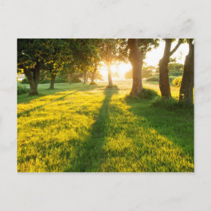 Garten der Eden-Eichenbäume Postkarte