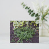 Garten der Münze Postkarte (Stehend Vorderseite)