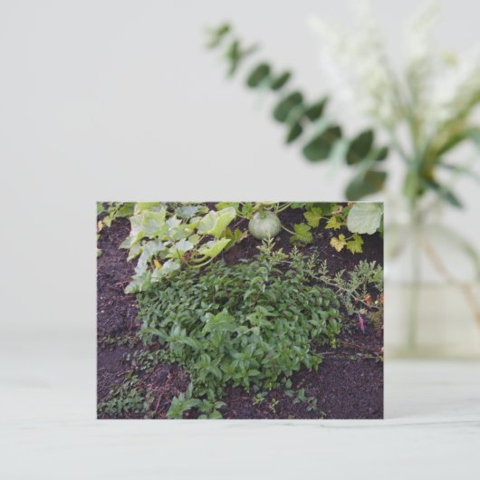 Garten der Münze Postkarte (Stehend Vorderseite)