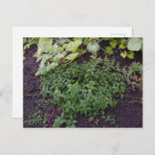 Garten der Münze Postkarte (Vorne/Hinten)