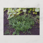 Garten der Münze Postkarte (Vorderseite)