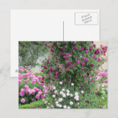 Garten der Rose Postkarte (Vorne/Hinten)