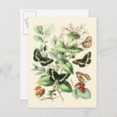 Garten der Schmetterlinge und Blume Postkarte (Vorne/Hinten)